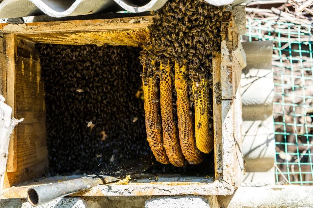 土蜂蜜的取蜜全过程,土蜂蜜取蜜全过程记录