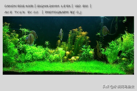 18公分宽墙厚的草缸,1米5的草缸需要多大的灯