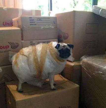 买狗不能说的话你踩坑了吗,为什么狗市买的狗说活不过三个月