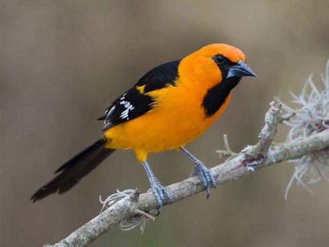 世界所有国家国鸟,世界各国国鸟大全