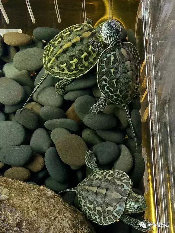 中华花龟的饲养方法,养中华花龟的正确方法