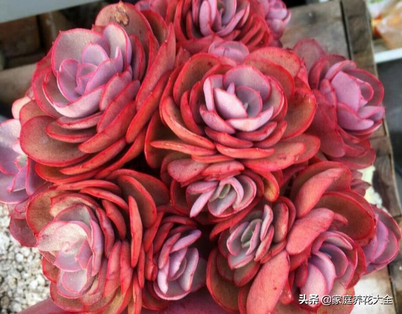 多肉放假了怎么养,5月份的多肉怎么养护