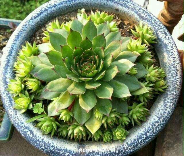 多肉观音莲的养殖方法和技巧,多肉观音莲开花怎么办