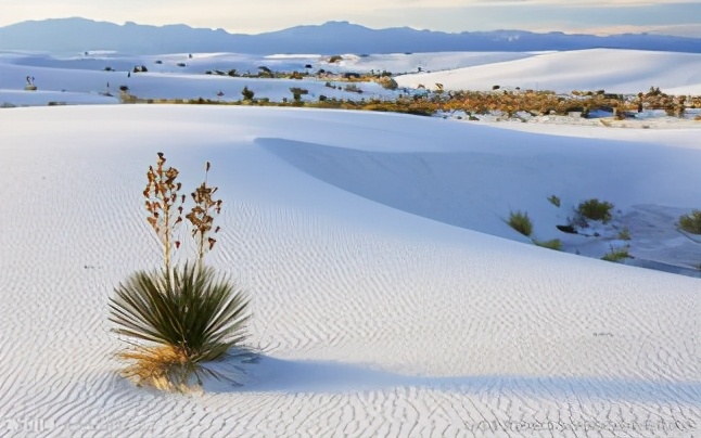 中国最贵的沙漠有多大,中国最值钱沙漠在哪里