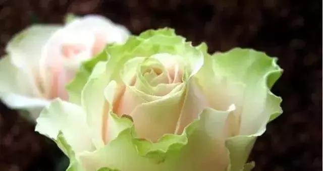 4000种不一样的玫瑰品种大全,100种玫瑰品种图鉴大全