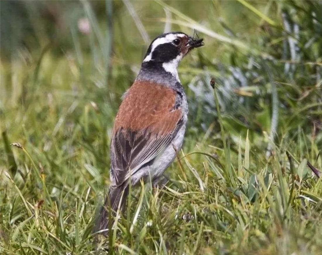 钘忛箑涓轰綍鍦ㄩ噹鐗︾墰鐨勮剼鍗伴噷绛戝发,钘忛箑鏄粈涔堥笩