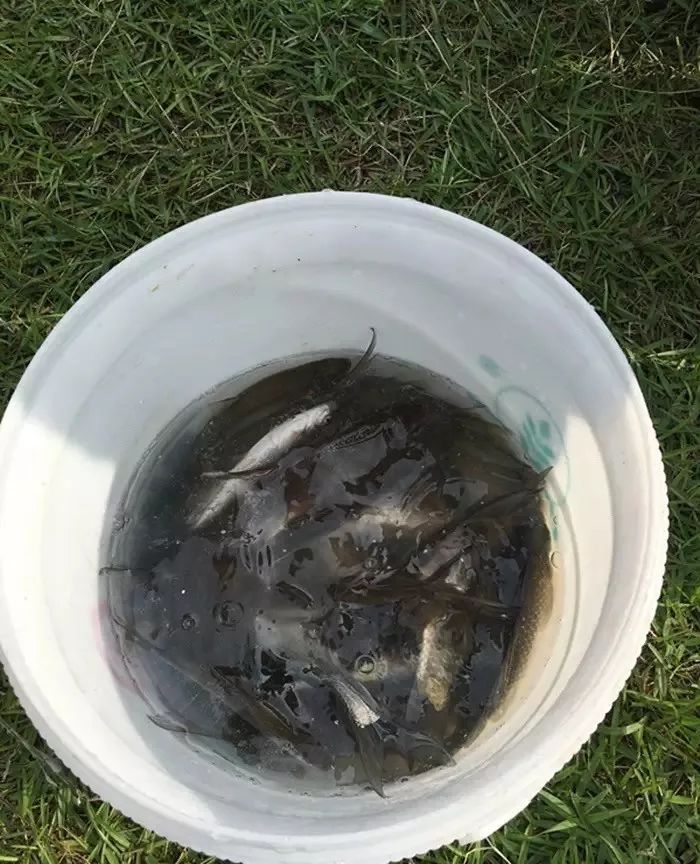 安吉是美丽的地方,安吉为什么是上海后花园