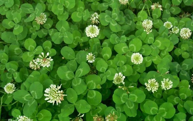 有什么三叶草叶子比花好看,能轻松找到四片叶子的彩叶三叶草