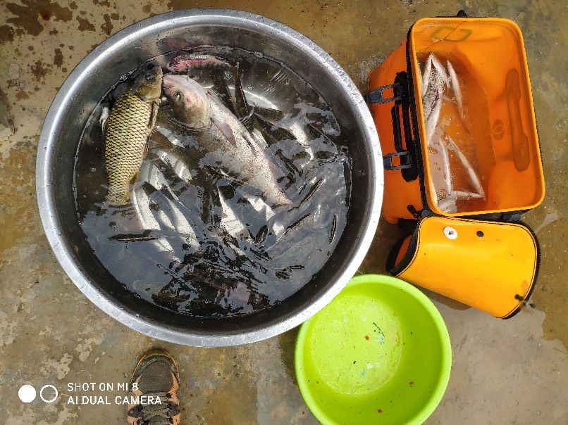 千里打疫苗，狂口大罗非