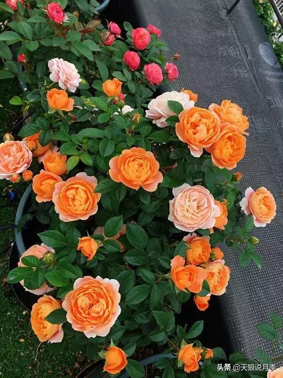 露台打造花海,她用10年改造庭院