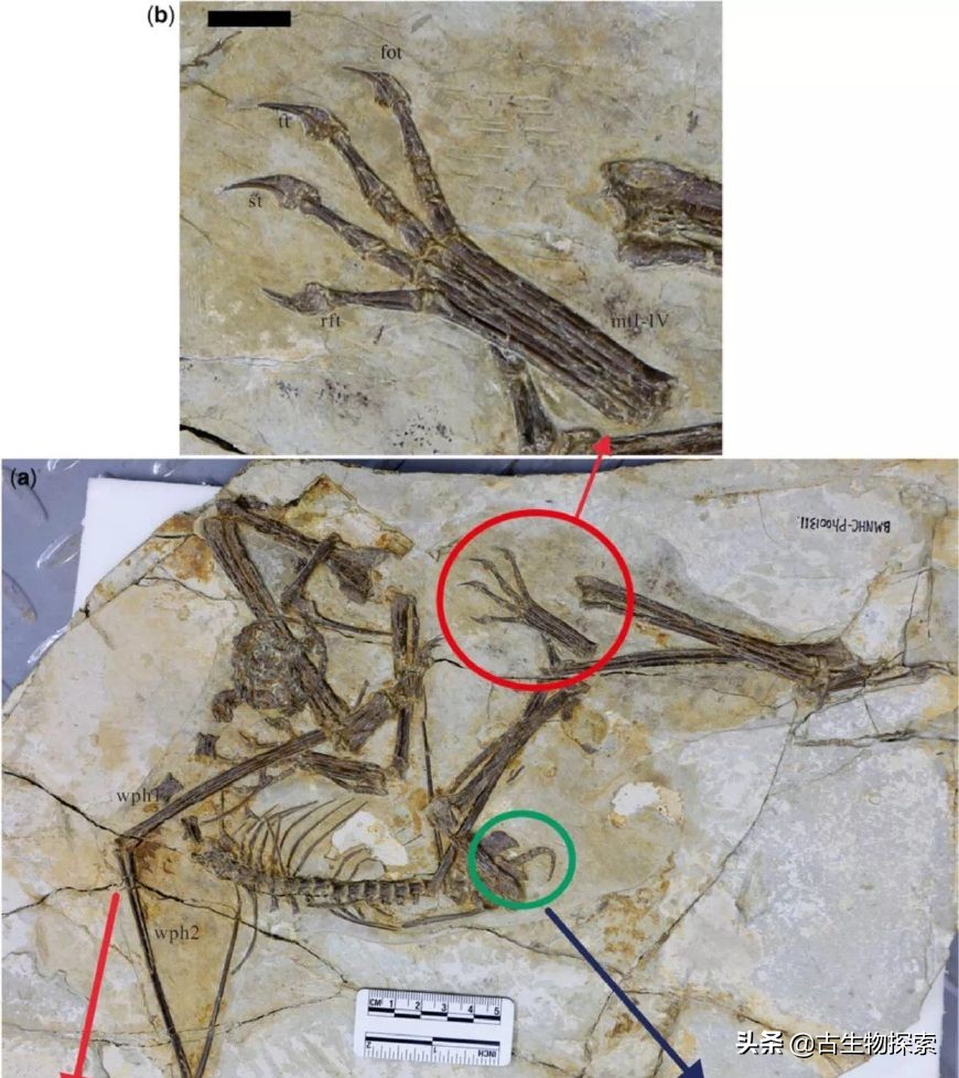 缈奸緳鍊掓寕鍗婄┖,缈奸緳鍊掓寕