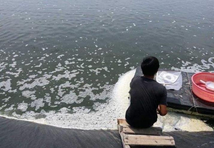 对虾养殖如何防治硅藻虫,对虾养殖中遇到的问题