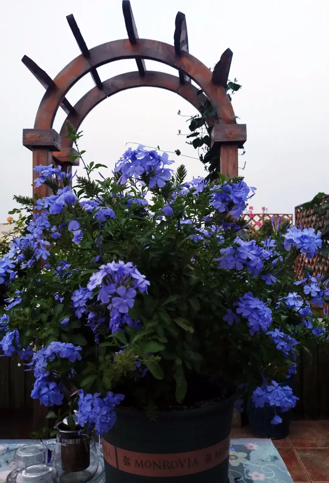 “雪”花那个PiaoPiao，这个世界真好