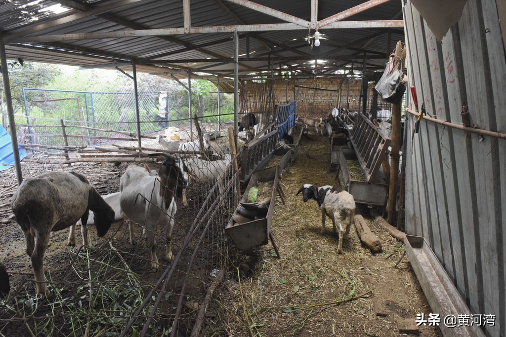 东德放羊狗出售,山西牧羊人养羊收入