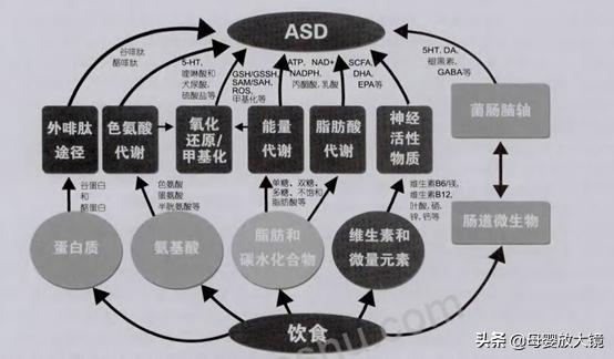 自闭症菌群失调治疗,自闭症孩子营养干预