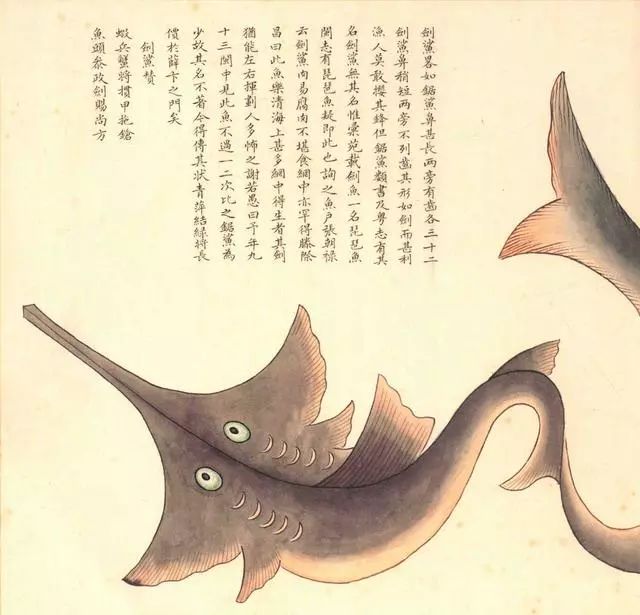 清代海错图有用吗,故宫海错图展