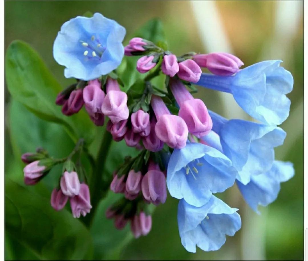 芳踪难觅濒危花！清新治愈篇：沙漠高原是吾家，豹子花的春天来了