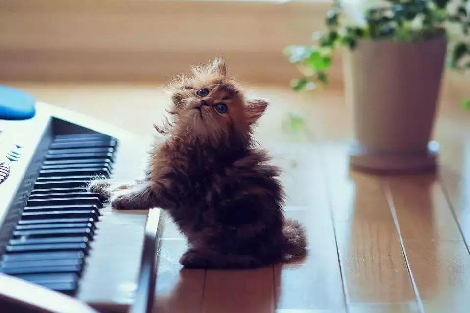 60集全套电子琴技巧零基础,电子琴伴奏方法和技巧视频