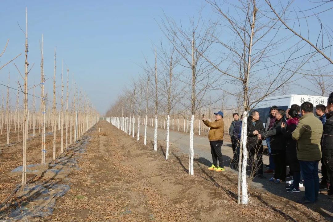 欧洲小叶椴绿塔,欧洲小叶椴树图片