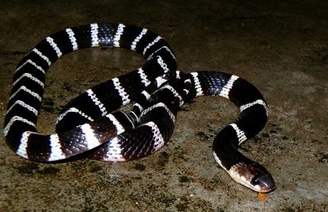 东北有毒蛇么,有毒的蛇图片有哪些