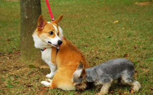 胆小的狗怎样让狗狗更自信胆大,狗狗胆小不出门还凶人怎么纠正