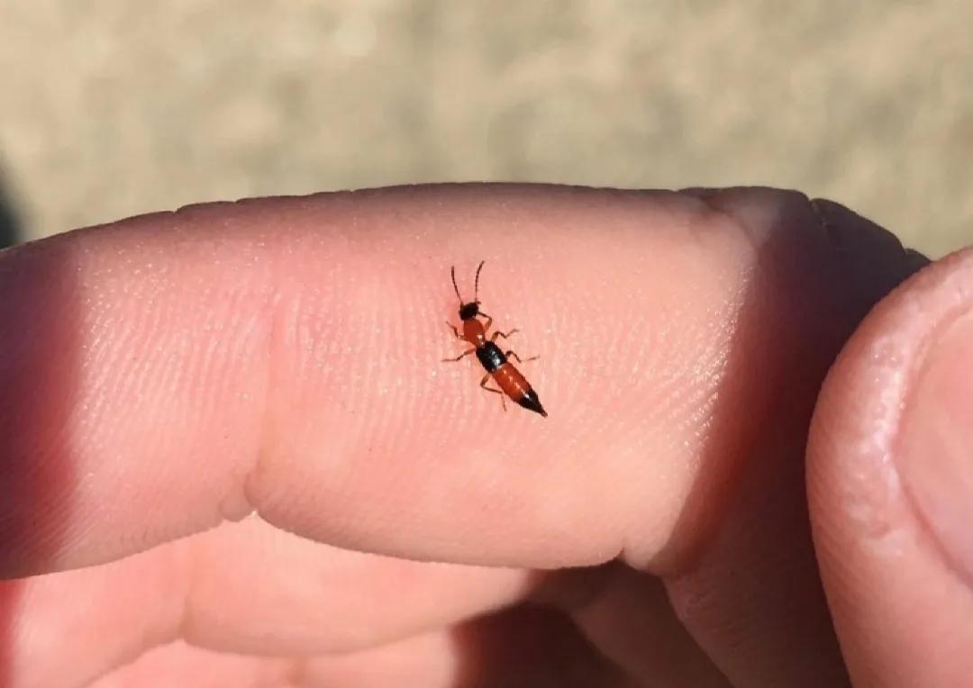 无毒隐翅虫有危害吗,毒虫隐翅虫毁容