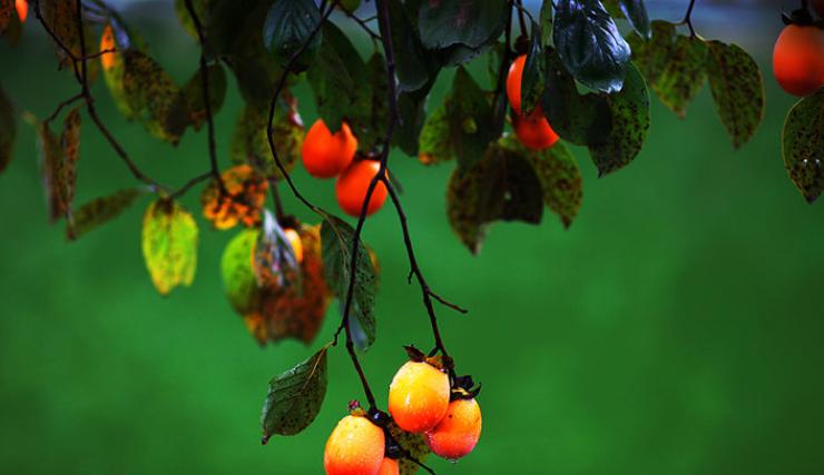 描写柿子的七绝古诗词,描写柿子的优美古诗词名句