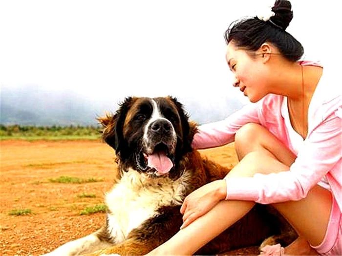 鐙楃嫍浜蹭富浜烘槸涓嶆槸鐙楃嫍鍠滄涓讳汉,鐙楃嫍浜蹭富浜烘槸鍦ㄨ〃杈剧埍鎰忓悧