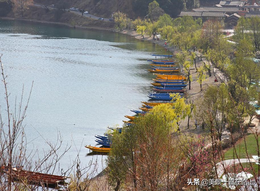 西伯利亚海鸥回到泸沽湖,西伯利亚海鸥泸沽湖