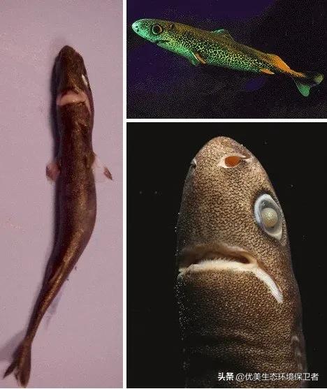 深海里能发光的动物,深海24米的巨型鲨鱼