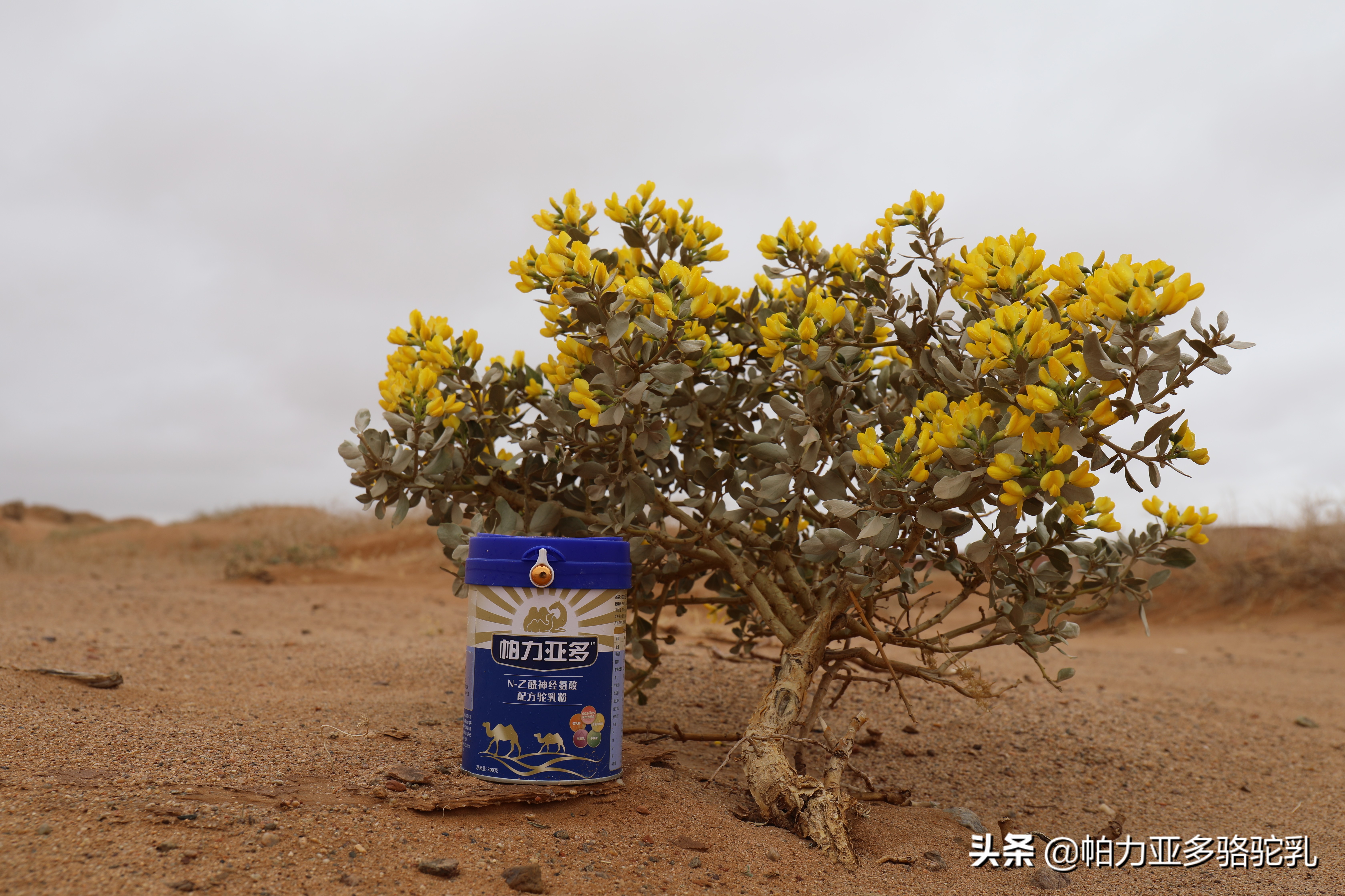 花麒骆驼奶粉是全国十大品牌吗,骆驼奶粉俄罗斯品牌