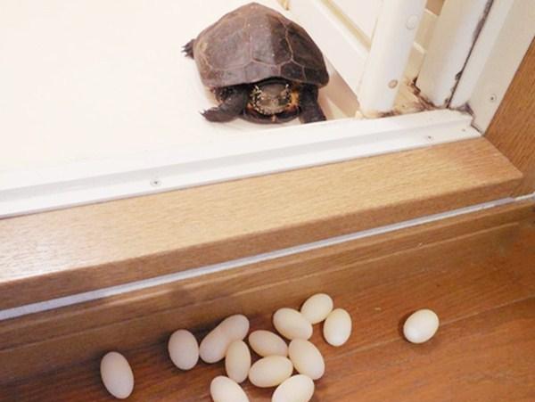 乌龟下鸡蛋,乌龟下了蛋要立马拿走吗