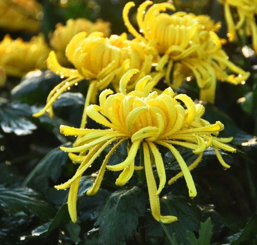 养花人最值得养的十二种花，一种花一种风华，你家养了几种？