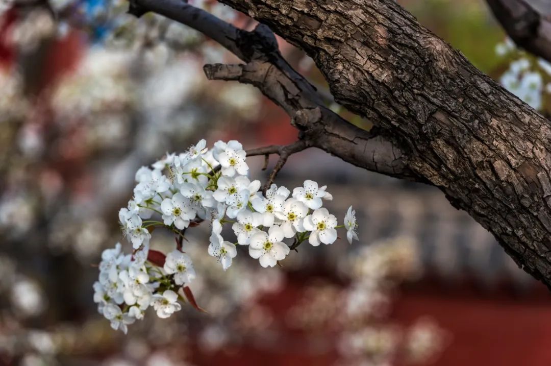 被央视打卡的梨花胜境，千亩白瓣状似雪花，济南莱芜区还有这些国家级景区不容错过！