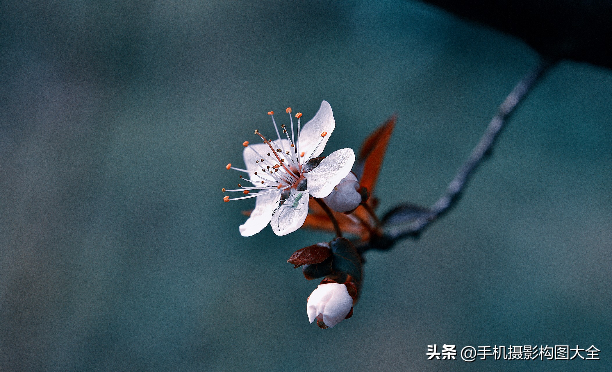 拍花十大必备技巧,拍花的100种构图