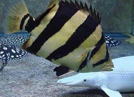 饲养观赏鱼药品有哪些,观赏鱼用的东西