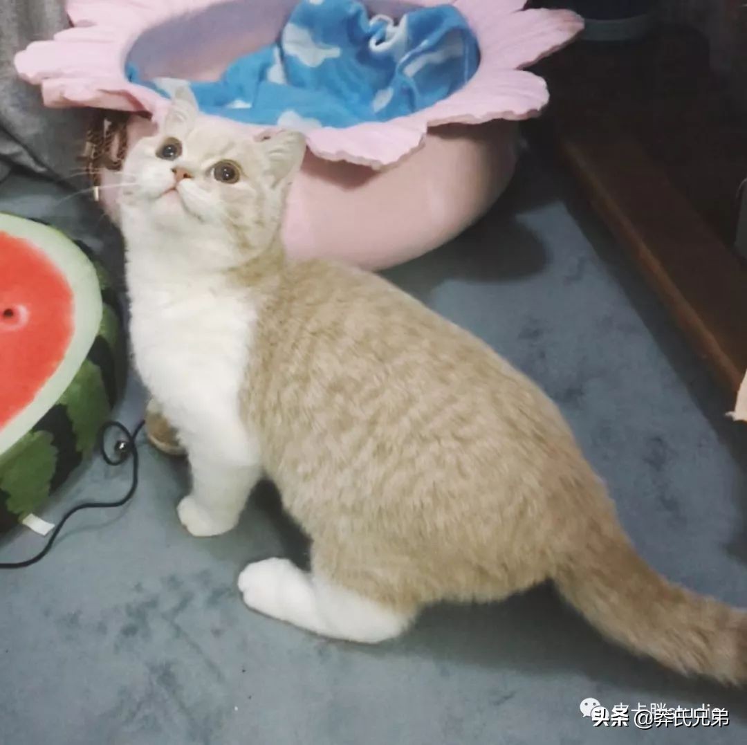 可爱小奶猫刚生出成长日记,一只小奶猫的成长过程