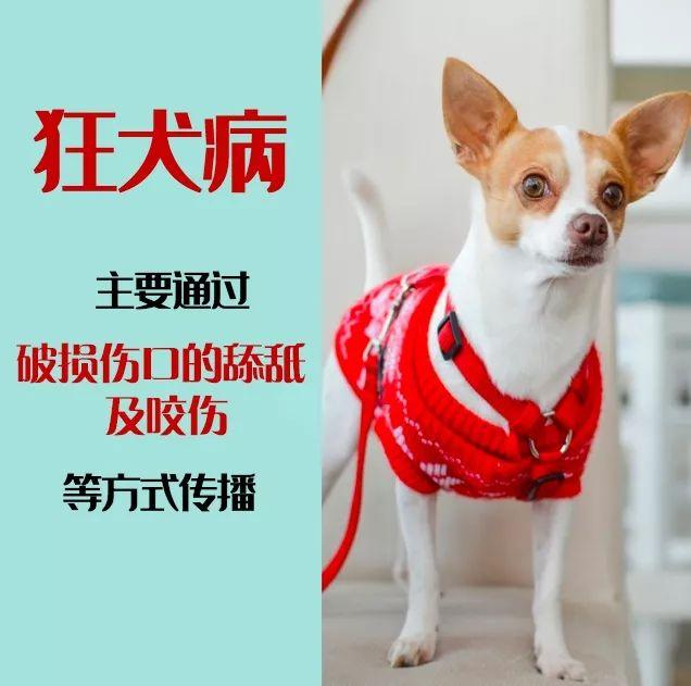 被狗舔了裤子不洗会感染狂犬病吗,被什么狗咬伤会得狂犬病