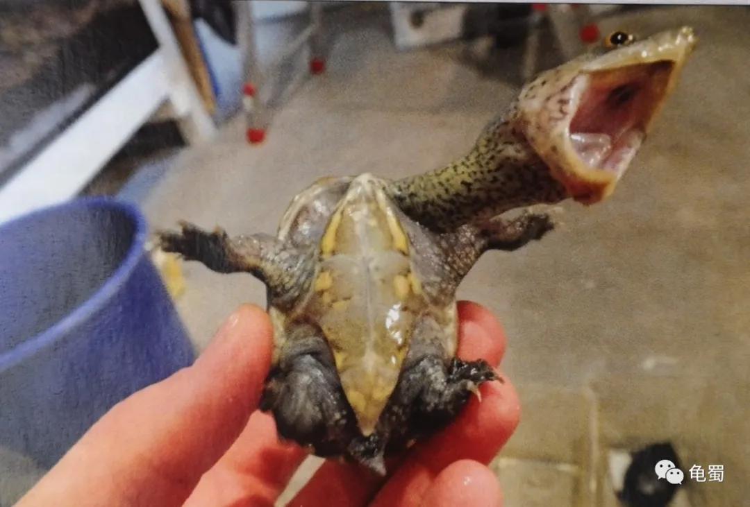 minimonster杭州,minimonster绘本