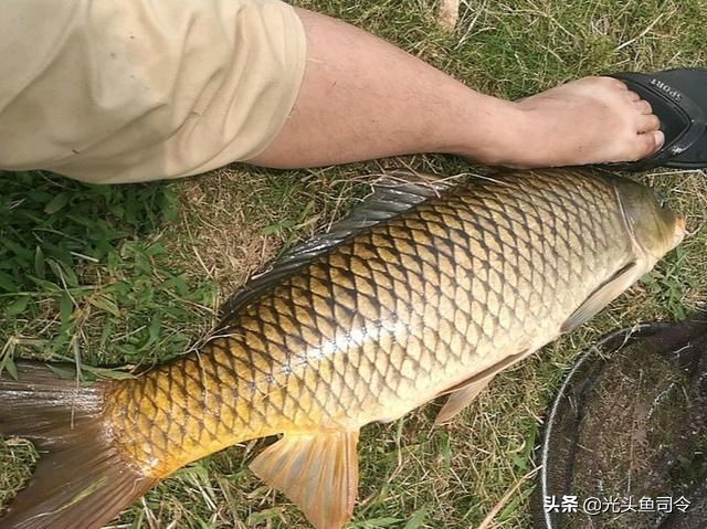 野钓大鱼线组的最佳搭配,野钓经常遇大鱼怎么搭配线组