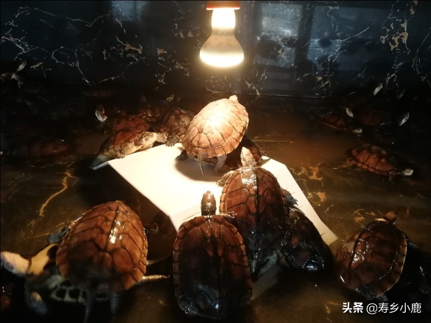 黄喉拟水龟苗子怎么养,黄喉拟水龟应该怎么放生