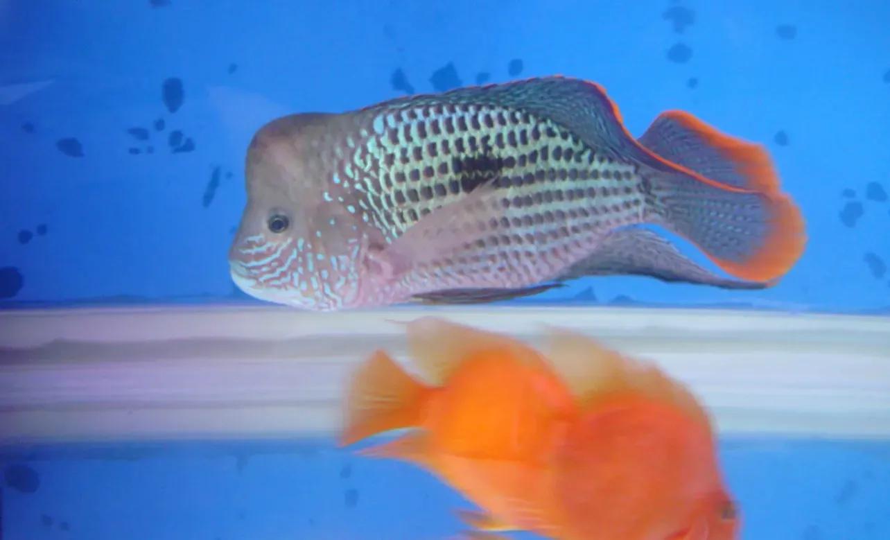 新手养鱼最好看又好养 (新手养鱼养什么最好)