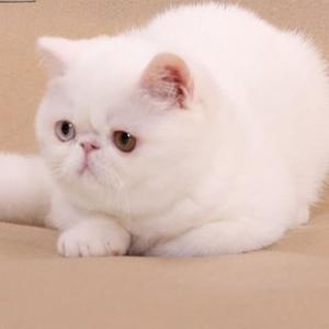 加菲猫有什么毛色,加菲猫有哪些毛色