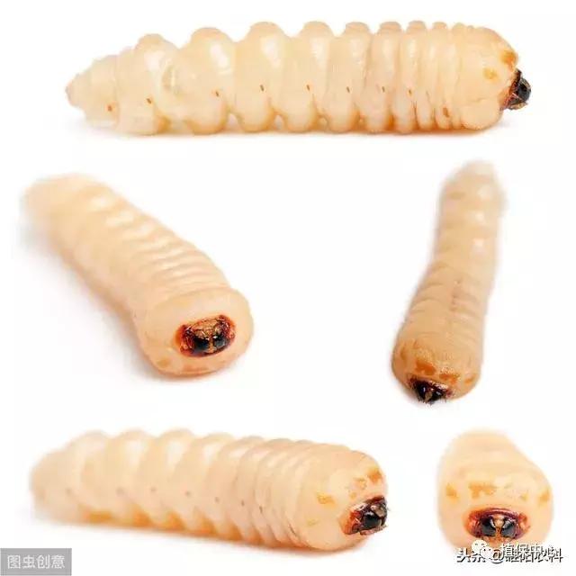 树下有蚁窝怎么办,树上有粪甲虫怎么办