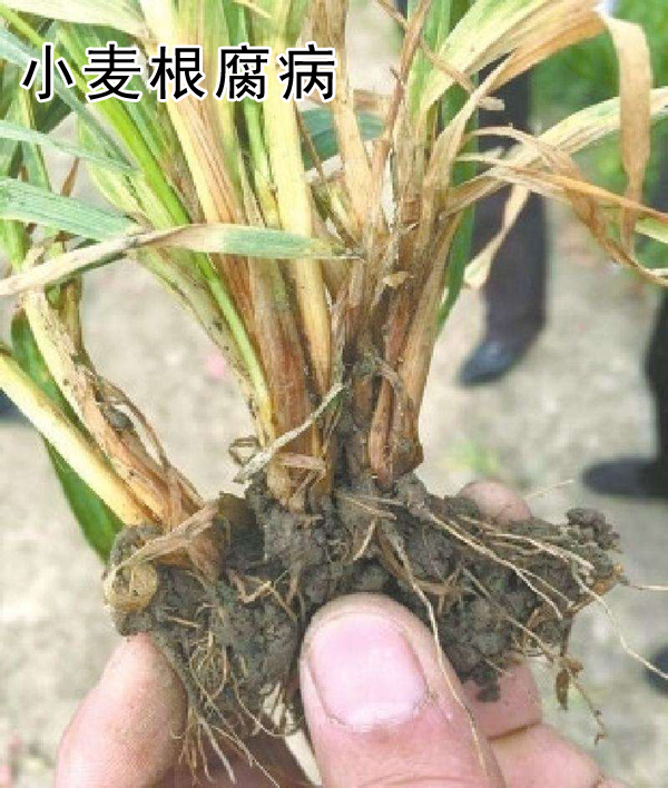 小麦根腐病的防治最佳时间,小麦出现根腐病后怎么办