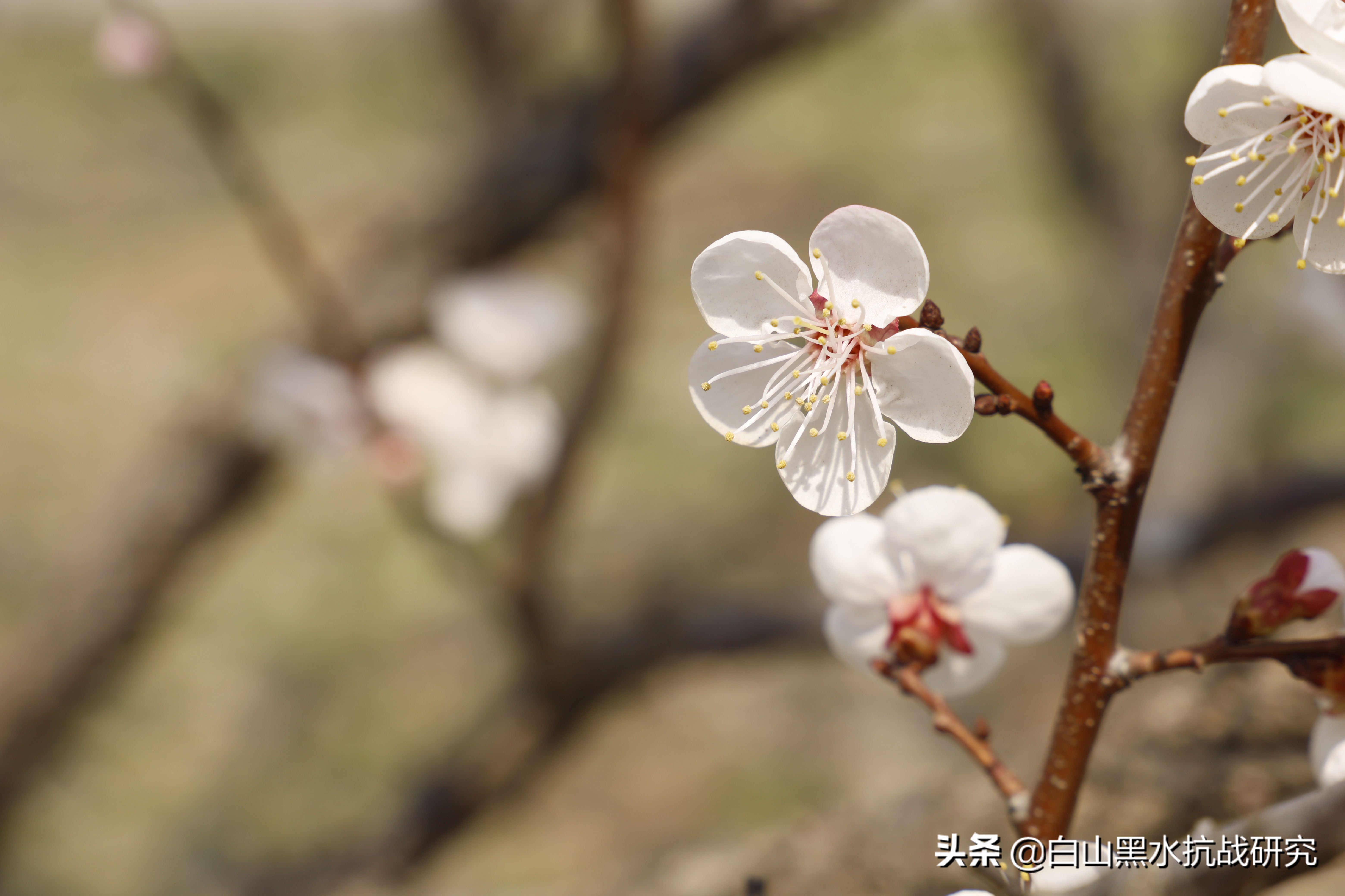 为什么我买的佳能r8只有4k50帧,佳能eosrp全画幅微单