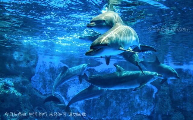 看长隆烟花,珠海长隆看烟花拍摄