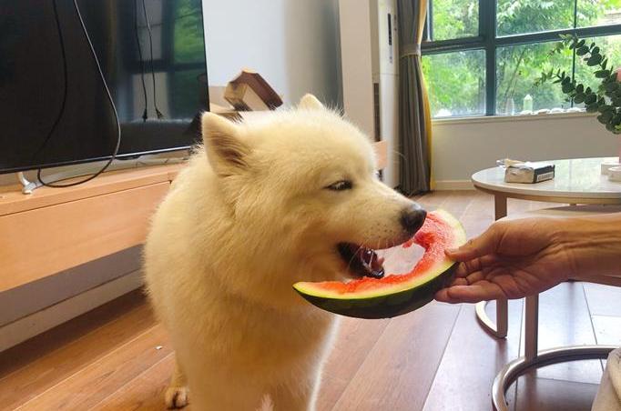 给萨摩耶吃榴莲,萨摩耶除了吃狗粮还能吃什么