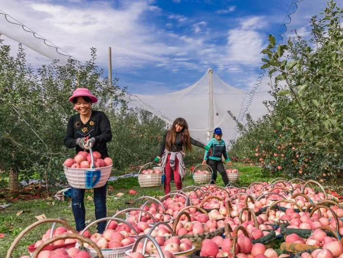 果农致富的秘诀,果农走上勤劳致富的道路
