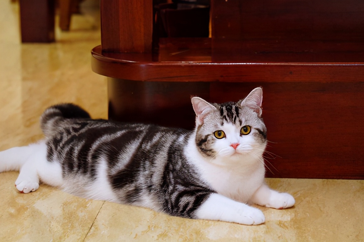 美短掉毛比一般的猫严重怎么办,美短为什么堪称完美